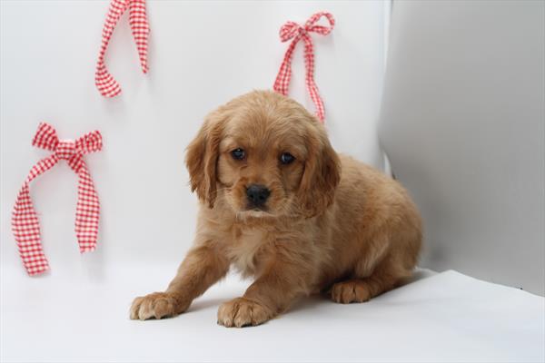 [#2624-04]  - Ruby M Cavalier King Charles Spaniel/Golden Retriever Puppies for Sale