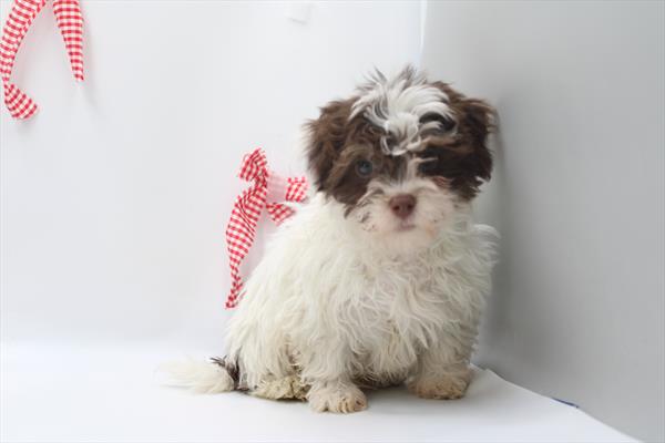 [#253243-01]  - Chocolate / White M Havanese Puppies for Sale
