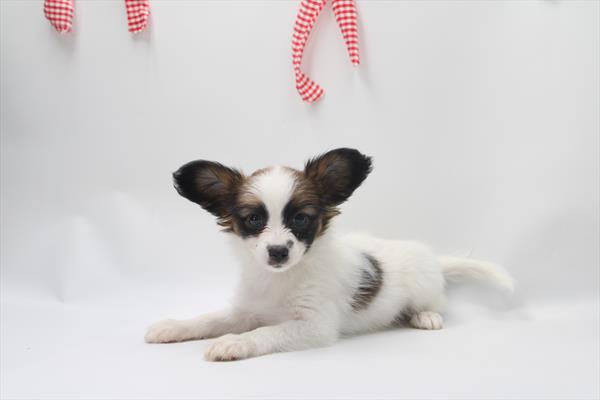 [#26102-02]  - Tri-Colored F Papillon Puppies for Sale