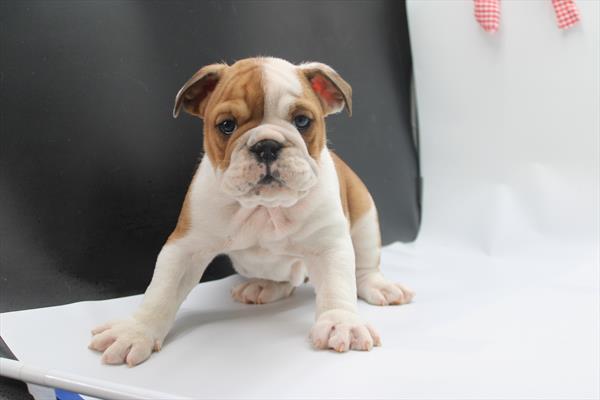 [#253233-03]  - Red / White M English Bulldog  Puppies for Sale