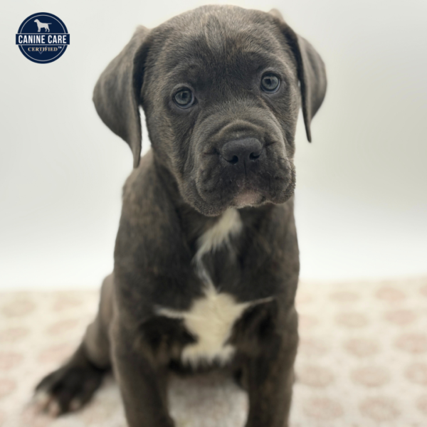 [#253694-06]  - Black / Gray F Cane Corso Puppies for Sale