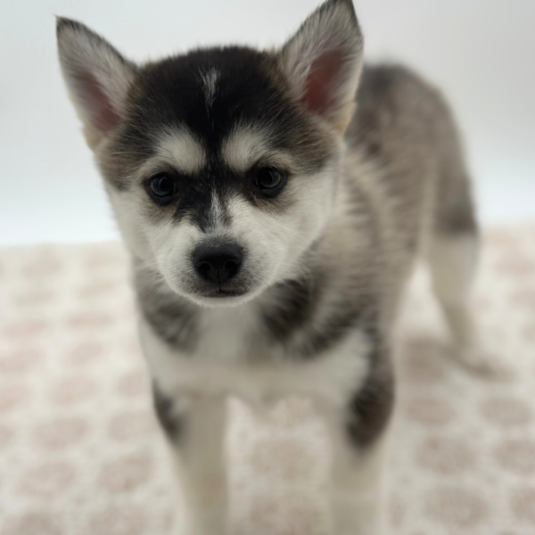 [#253394-06]  - Black Sable F Pomsky Puppies for Sale