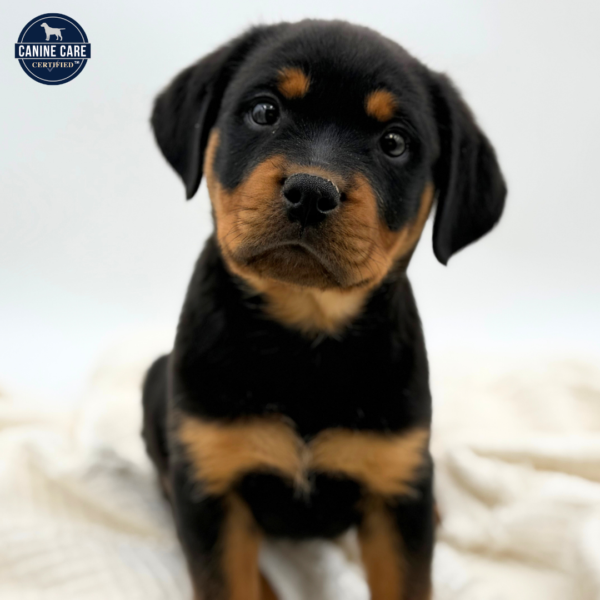 [#253623-05]  - Black / Tan F Rottweiler Puppies for Sale
