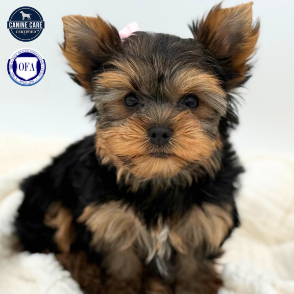 [#267-02]  - Black / Tan F Yorkshire Terrier Puppies for Sale