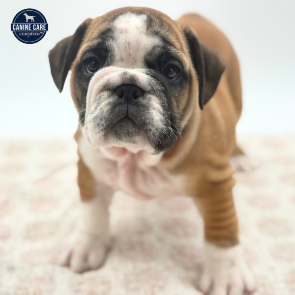 [#253237-04]  - Red / White F English Bulldog  Puppies for Sale