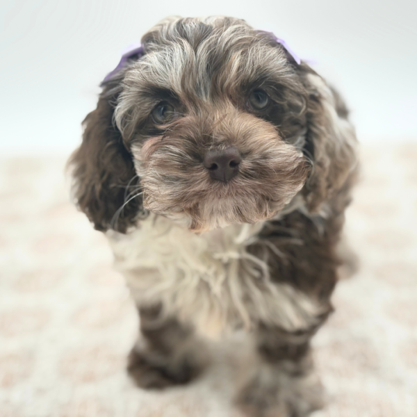 [#252623-02]  - Chocolate Merle F Cock A Poo Puppies for Sale