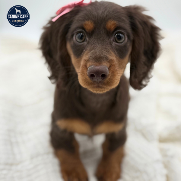 [#253551-04]  - Chocolate / Tan F Dachshund Puppies for Sale