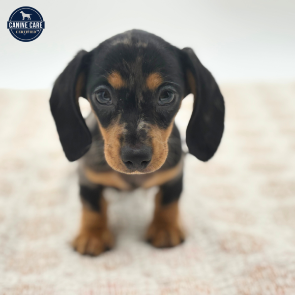 [#252495-06]  - Silver Dapple F Dachshund Puppies for Sale