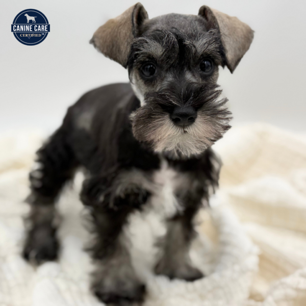 [#253485-02]  - Salt / Pepper F Miniature Schnauzer Puppies for Sale