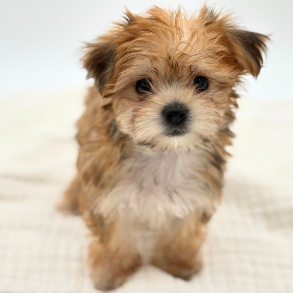 [#252391-04]  - Brown F Morkie Puppies for Sale