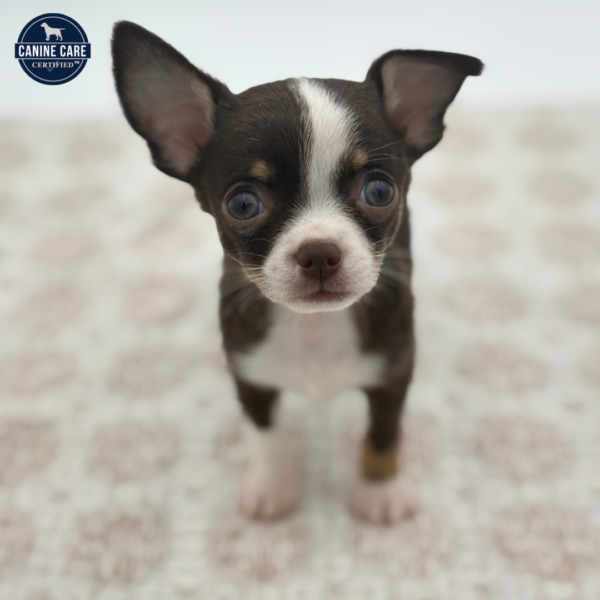[#252642-02]  - Chocolate M Chihuahua Puppies for Sale