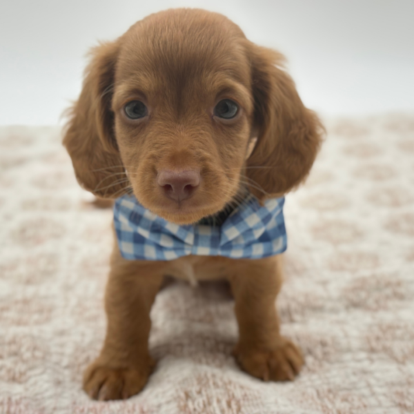 [#253219-03]  - Cream M Dachshund Puppies for Sale