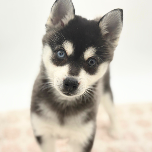 [#253147-03]  - Blue / White F Alaskan Klee Kai Puppies for Sale