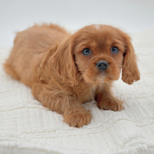 [#253731-02]  - Ruby M Cavalier King Charles Spaniel Puppies for Sale