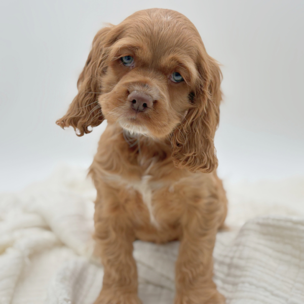 [#252688-02]  - Red M Cocker Spaniel Puppies for Sale