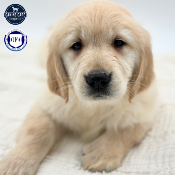 [#253611-01]  - Light Golden M Golden Retriever Puppies for Sale