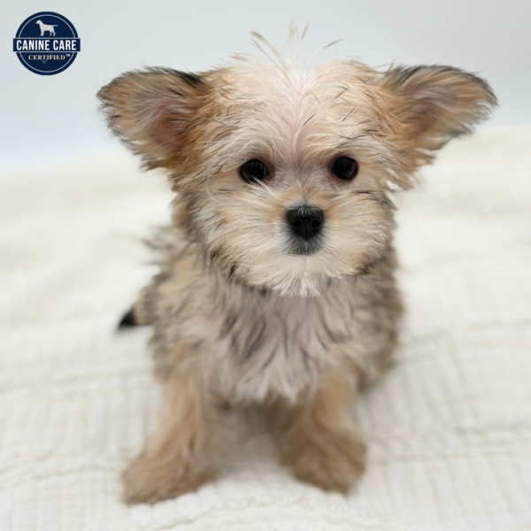 [#253461-05]  - Brown F Morkie Puppies for Sale