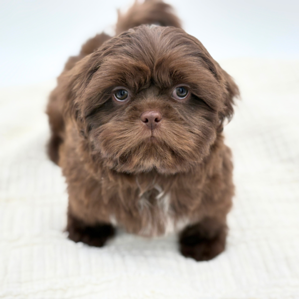[#253641-01]  - Chocolate M Shih Tzu Puppies for Sale