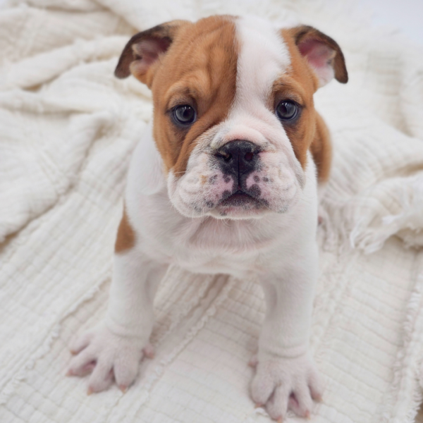 [#253233-03]  - Red / White M English Bulldog  Puppies for Sale