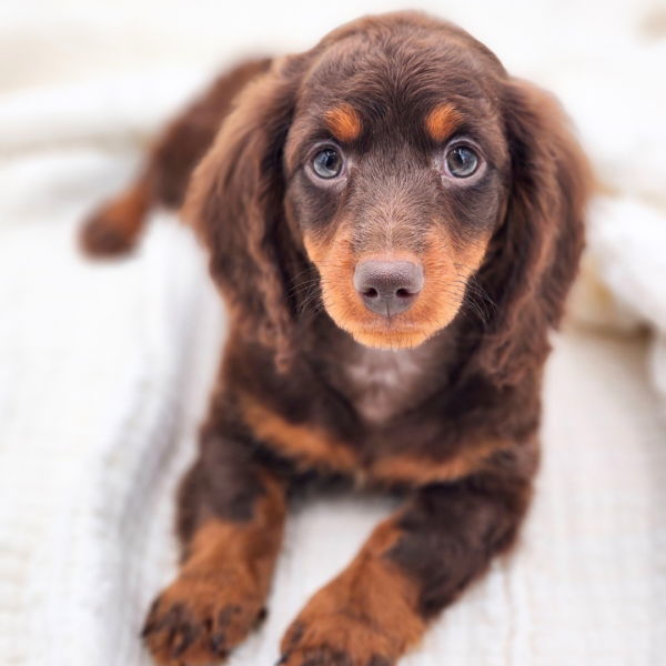 [#253315-03]  - Chocolate / Tan M Dachshund Puppies for Sale