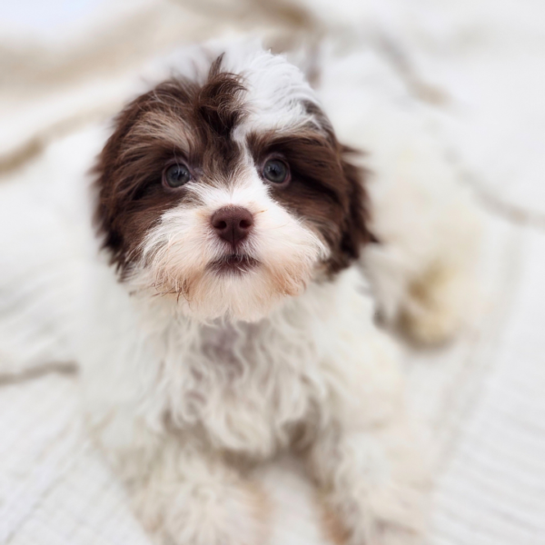 [#253243-01]  - Chocolate / White M Havanese Puppies for Sale