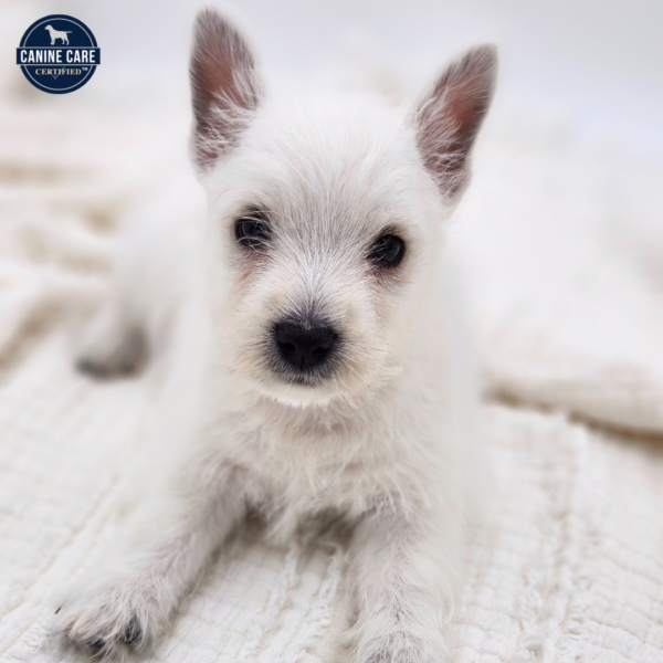[#253293-04]  - White F West Highland White Terrier Puppies for Sale