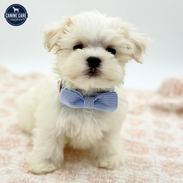 [#26282-03]  - White M Maltese Puppies for Sale