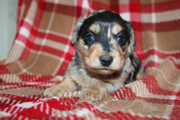 [#252726-02]  - Blue Merle F Chiweenie Puppies for Sale