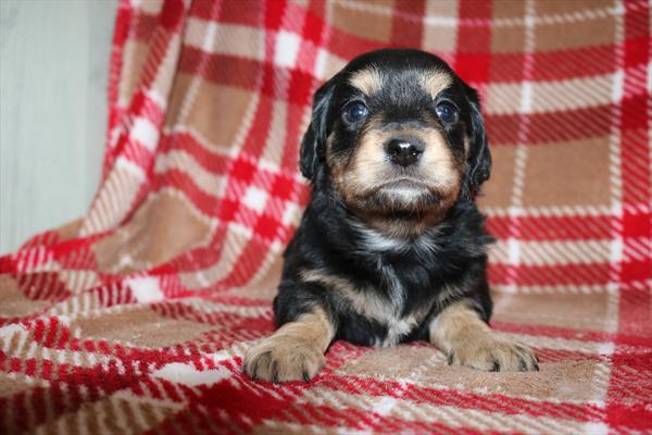 [#252726-01]  - Black / Tan M Chiweenie Puppies for Sale