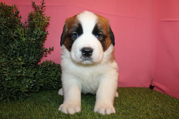 [#25462-01]  - Sable / White M Saint Bernard Puppies for Sale