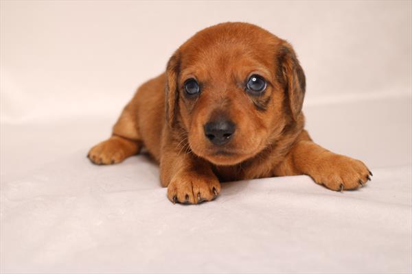 [#2634-01]  - Red Dapple M Dachshund Puppies for Sale