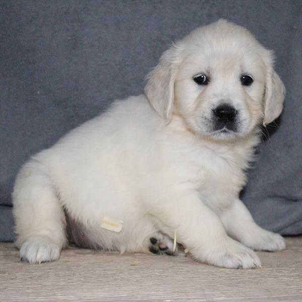 [#253379-10]  - Cream F Golden Retriever Puppies for Sale