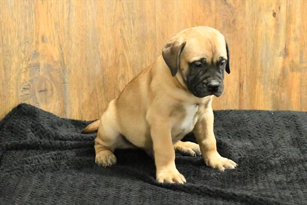 [#2620-01]  - Red M Bullmastiff Puppies for Sale