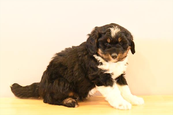 [#253703-01]  - Black White / Tan M Bernedoodle Mini 2nd Gen Puppies for Sale