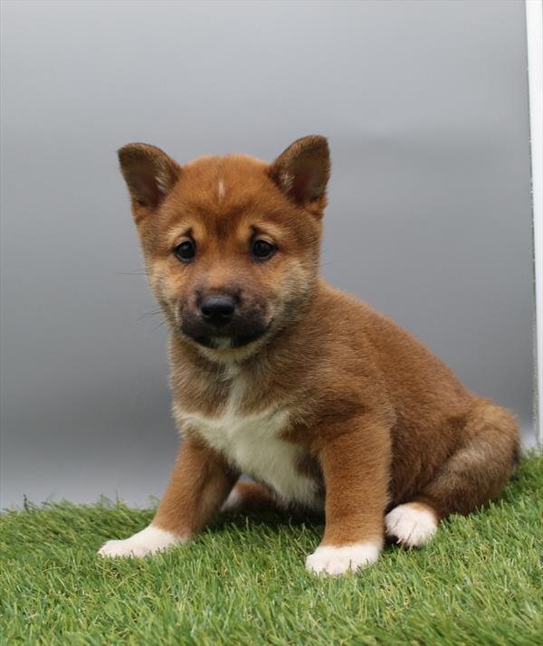 [#253449-02]  - Red Sesame M Shiba Inu Puppies for Sale