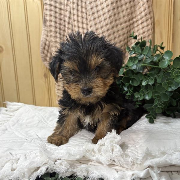 [#26117-03]  - Black / Tan F Yorkshire Terrier Puppies for Sale