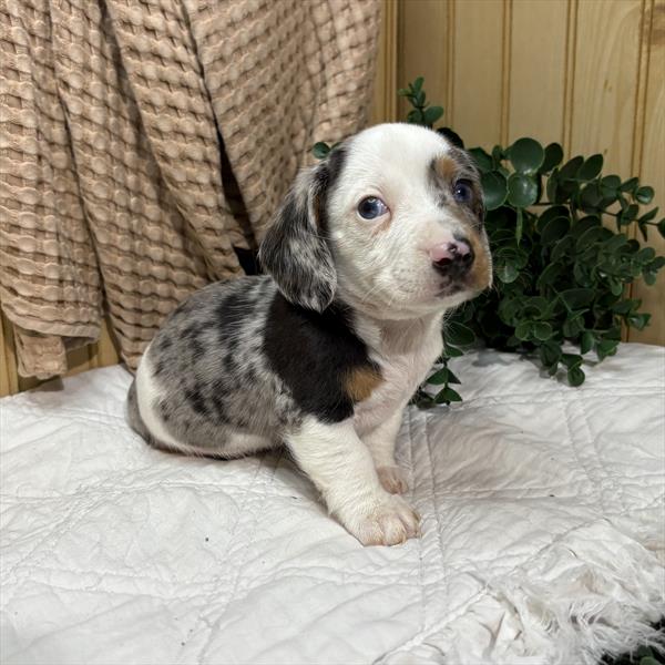 [#26120-02]  - Silver Dapple / Tan M Dachshund Puppies for Sale