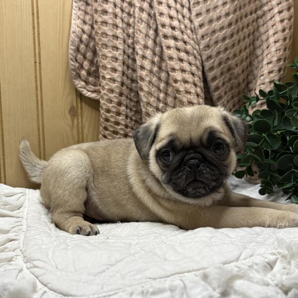 [#253490-02]  - Fawn M Pug Puppies for Sale