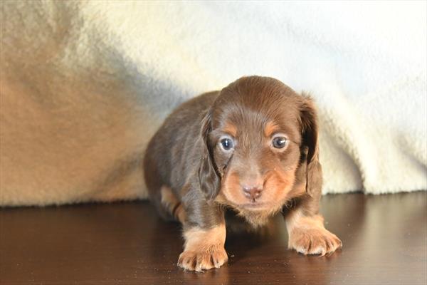 [#2633-02]  - Chocolate / Tan M Dachshund Puppies for Sale
