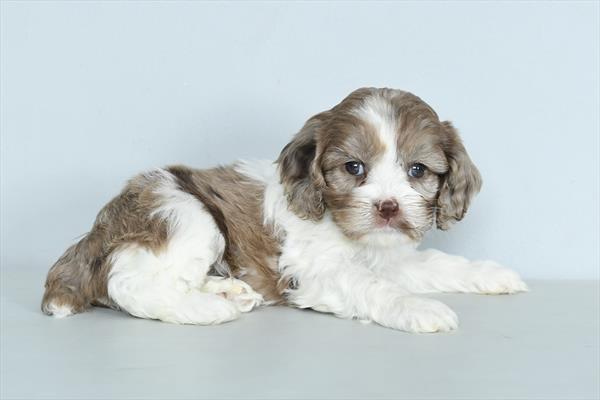 [#261-07]  - Chocolate Merle F Cock A Poo Puppies for Sale