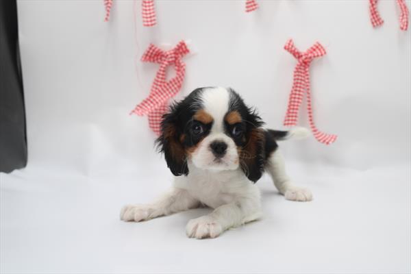 [#253408-05]  - Tri-Colored M Cavalier King Charles Spaniel Puppies for Sale