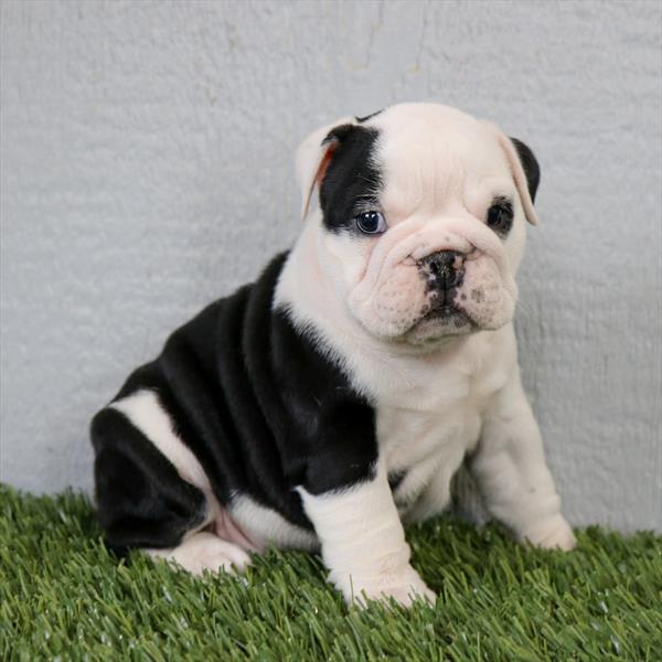 [#2644-01]  - Blue / White F Bulldog Puppies for Sale