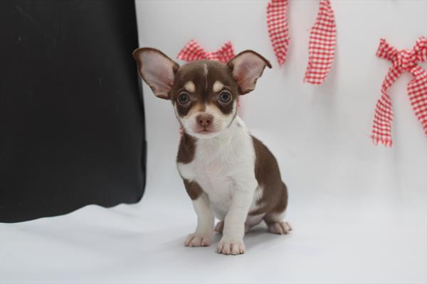 [#253479-01]  - Chocolate / White M Chihuahua Puppies for Sale