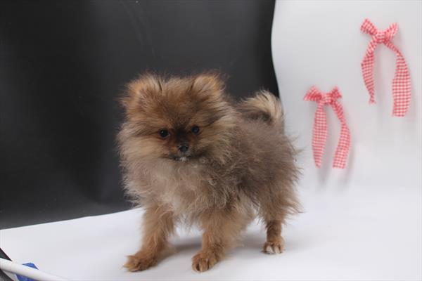 [#26133-01]  - Dark Sable M Pomeranian Puppies for Sale
