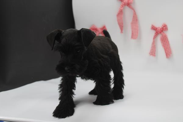 [#253470-01]  - Black M Miniature Schnauzer Puppies for Sale