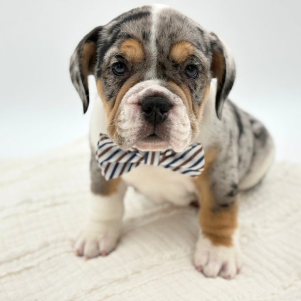 [#26140-01]  - Blue Merle / Tan M Beabull 2nd Gen Puppies for Sale