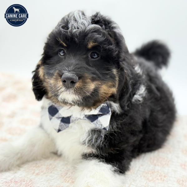 [#253703-01]  - Black White / Tan M Bernedoodle Mini 2nd Gen Puppies for Sale