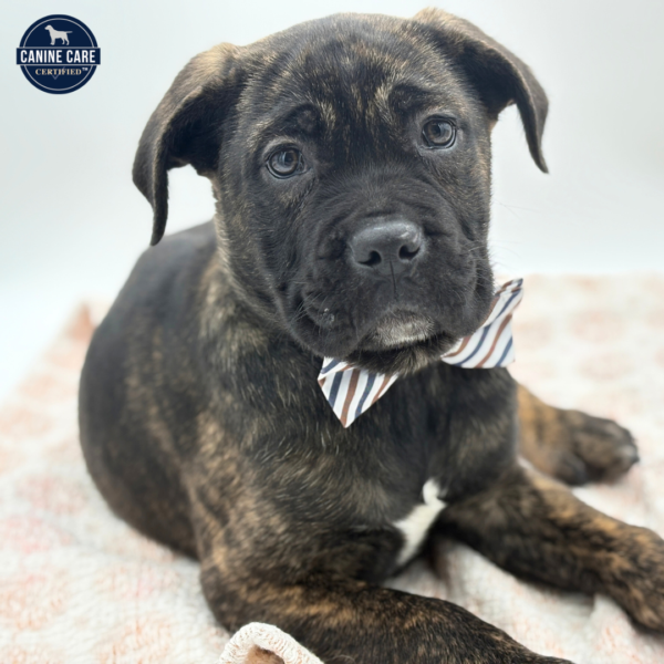 [#253695-02]  - Black Brindle M Cane Corso Puppies for Sale