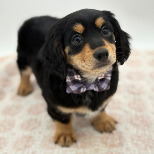 [#252726-01]  - Black / Tan M Chiweenie Puppies for Sale