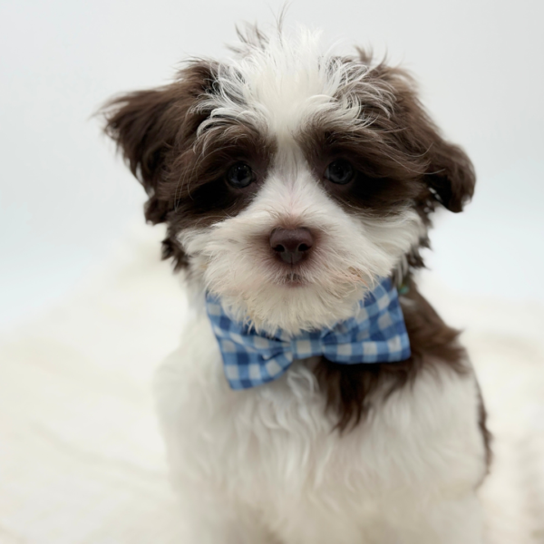 [#253483-02]  - White / Brown M Coton de Tulear Puppies for Sale